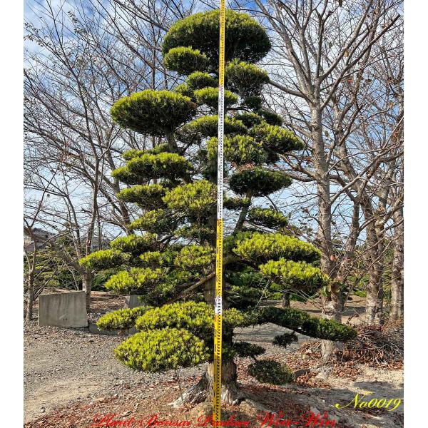 plantbonsaiwinwin_kitmnerm0019