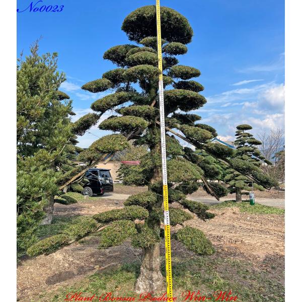 New Release 植木 美景美観 羅漢槇(ラカンマキ)の中樹 No23 : PLANT