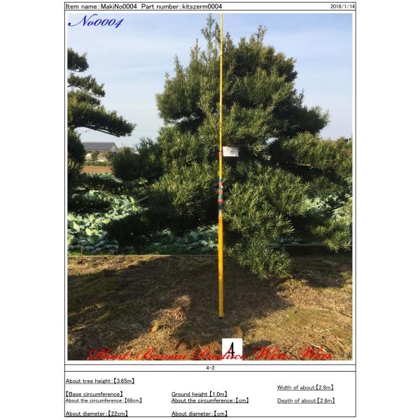 驚きの価格 常緑樹植木 羅漢槇 ラカンマキ No4 Kitszeim0004 Plant Bonsai Produce Win Win お得セット