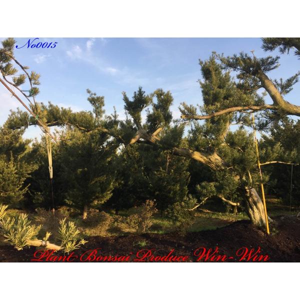 常緑樹 苗木 植木植木 羅漢槇門下ぶり ラカンマキモンカブリ No15 Kitszeim0015 Plant Bonsai Produce Win Win