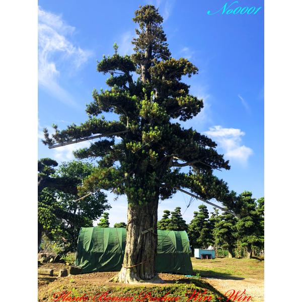 plantbonsaiwinwin_kitszerm0001