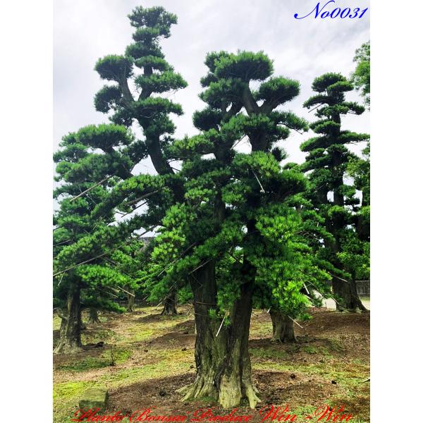 常緑樹 イヌマキ　槇　植木　3m50cm 三重引取 植木 美景美観 羅漢槇(ラカンマキ)の巨樹 No31 : PLANT・BONSAI