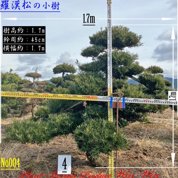 2025 New Release 美景美観 羅漢松(ラカンマツ)の小樹 (仕立て物) No4