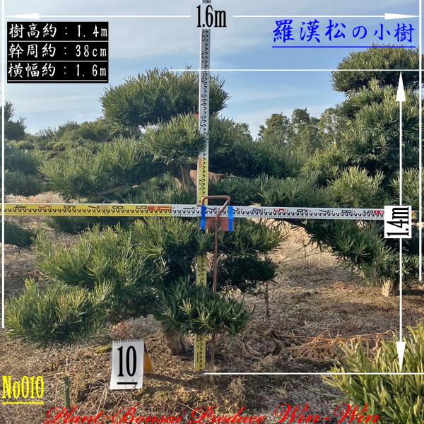 2025 New Release 美景美観 羅漢松(ラカンマツ)の小樹 (仕立て物) No10