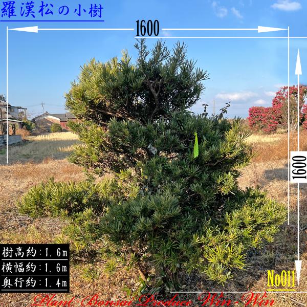 2025 New Release 美景美観 羅漢松(ラカンマツ)の小樹 (仕立て物) No11