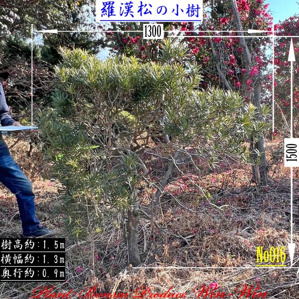 2025 New Release 美景美観 羅漢松の小樹の魅力と購入ガイド