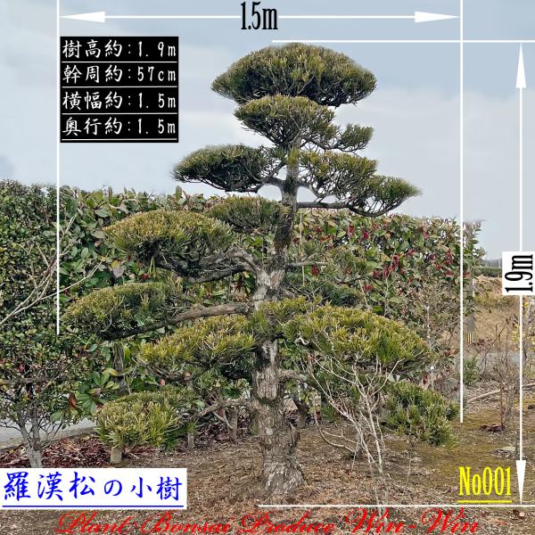 2025 New Release 美景美観 羅漢松(ラカンマツ)の小樹 (仕立て物) No1