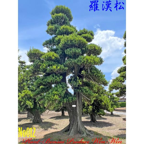 松 樹高約2.3M 引取り限定 東京都より xb24100301_1.jpg