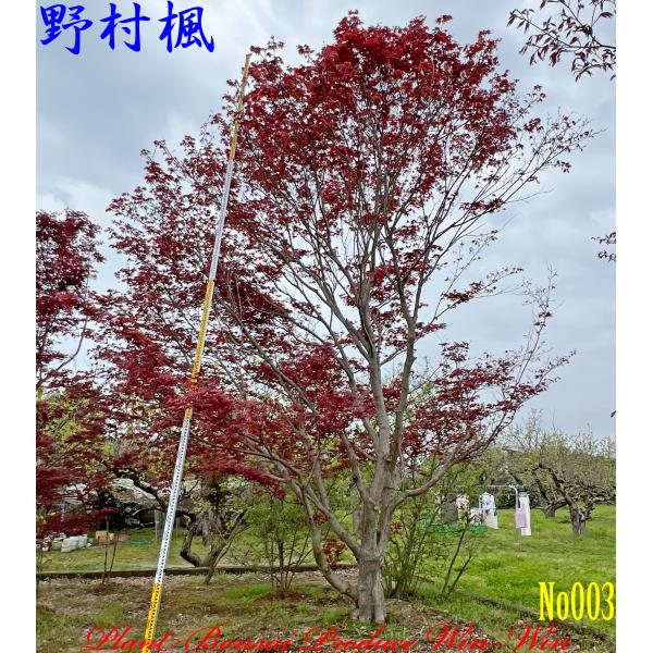 New Release 2024年 美景美観 野村紅葉(ノムラモミジ)の大樹 No1