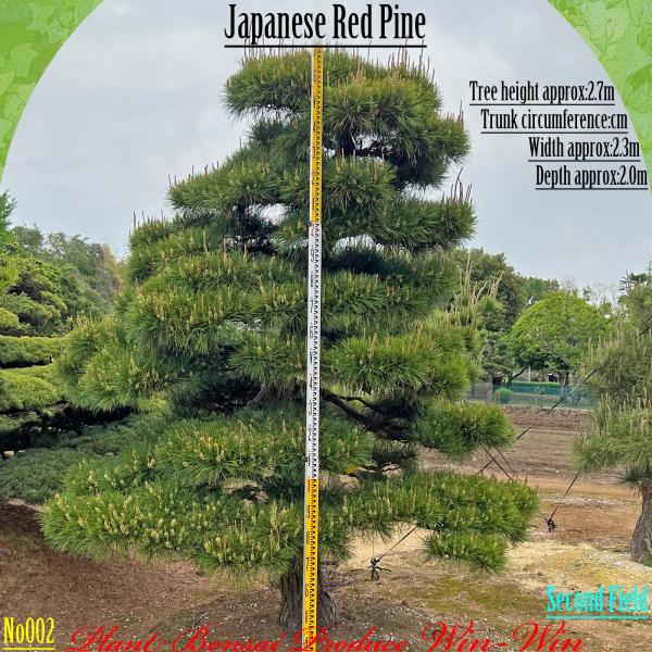 赤松『樹高約195㎝』引き取り限定。配達も可能。配達の場合、植込み無料❗️ 赤松『樹高約195㎝』引き取り限定。配達も可能。配達の場合
