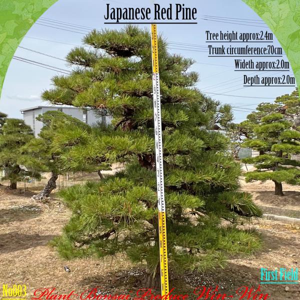 2025年 植木 美景美観 枝垂れ赤松 (シダレアカマツ)の中樹 No3 F-1