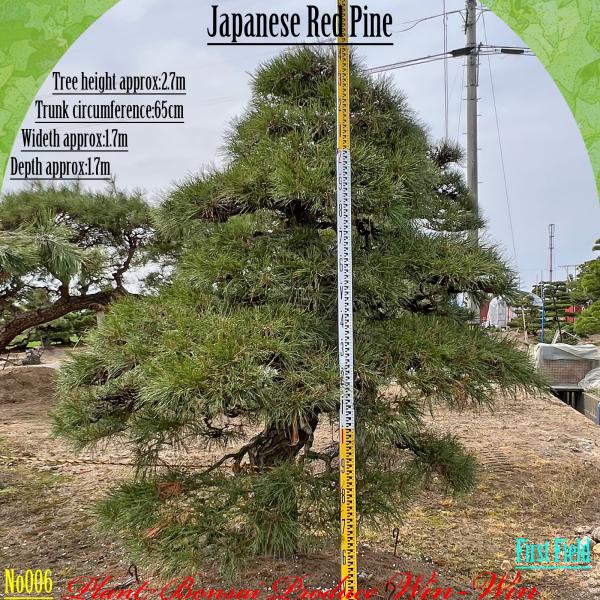 2025年 植木 美景美観 赤松 (アカマツ)の中樹 No6 F-1 : PLANT・BONSAI