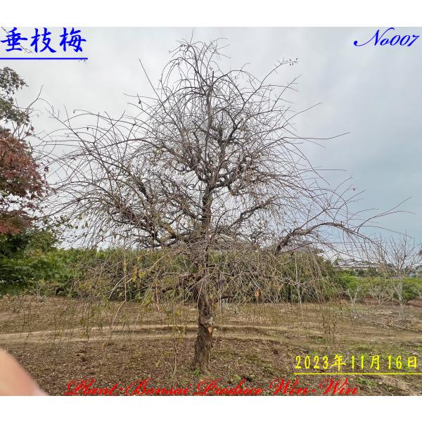 2024年 美景美観 枝垂れ梅の大樹 No7の魅力と購入ガイド