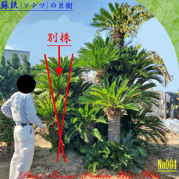 2025年 New Release 美景美観 蘇鉄(ソテツ) No2 : PLANT・BONSAI