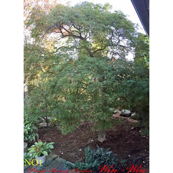 植木紅枝垂れ紅葉 ベニシダレモミジ No1 完売済 Buyee Buyee 提供一站式最全面最專業現地yahoo Japan拍賣代bid代拍代購服務bot Online