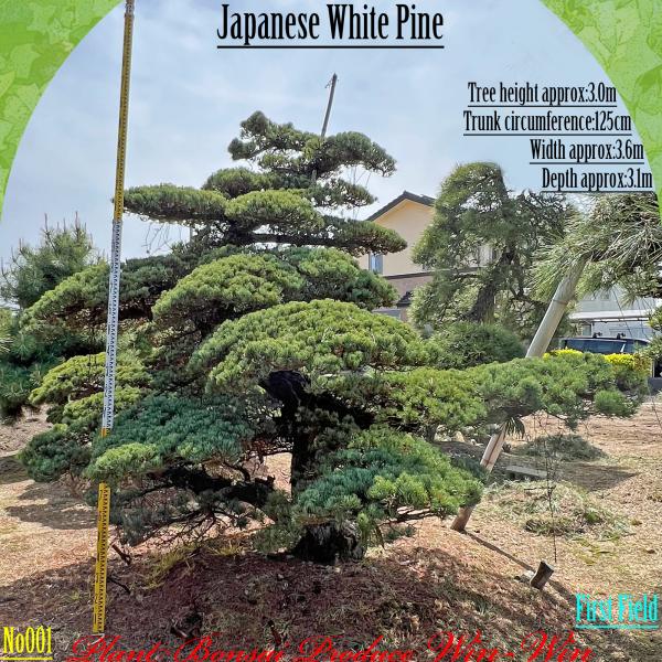 2025年 美景美観 植木 五葉松(ゴヨウマツ) No1 : PLANT・BONSAI