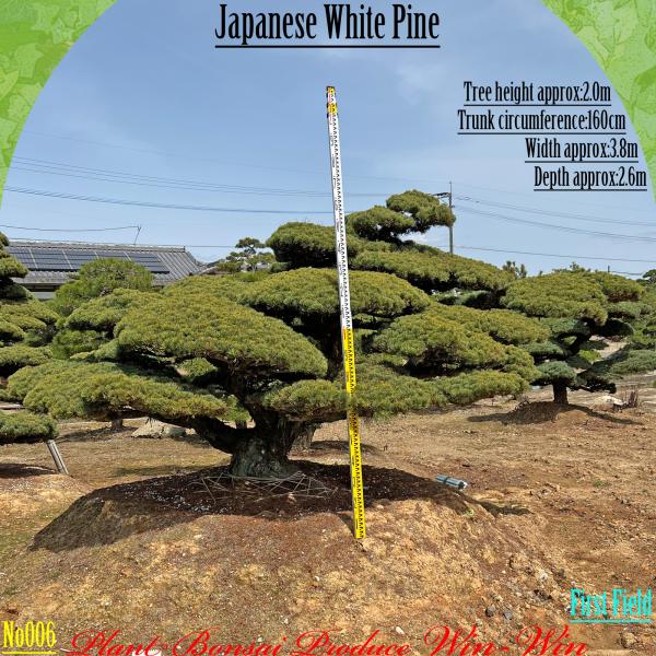 2025年 美景美観 植木 五葉松(ゴヨウマツ) No6 : PLANT・BONSAI