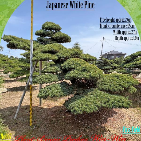 2025年 美景美観 植木 五葉松(ゴヨウマツ) No7 : PLANT・BONSAI