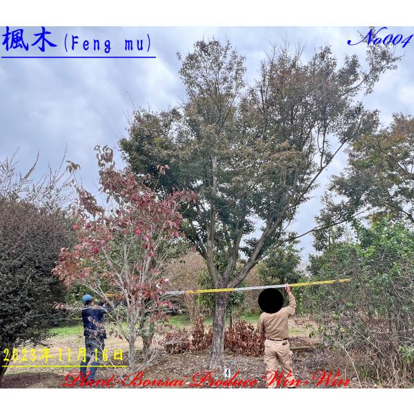 2024年 山紅葉の大樹で彩る庭園を買う前に知っておきたいこと