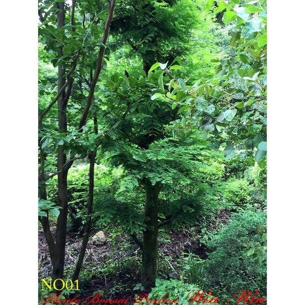 落葉樹 苗木 植木植木 夏椿 沙羅 シャラ No1 Yesshr0001 Plant Bonsai Produce Win Win