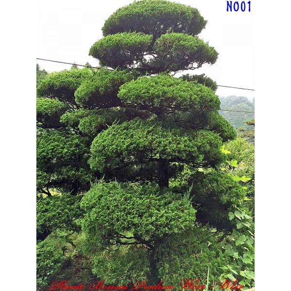 常緑樹 苗木 植木植木 伊吹 イブキ No1 Yessibk0001 Plant Bonsai Produce Win Win