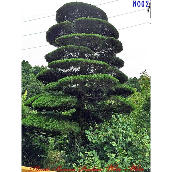 いろんな模様が楽しめます超希少貝塚伊吹長さ最大73cm最小60cm厚さ約13cm 2016年 植木 美景美観 貝塚伊吹(カイズカイブキ)の大樹 No2 : PLANT