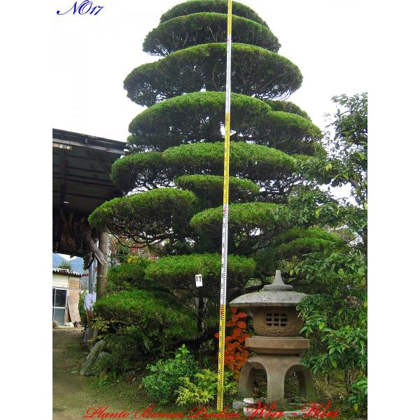 2016年 植木 美景美観 貝塚伊吹(カイズカイブキ)の大樹 No17 : PLANT
