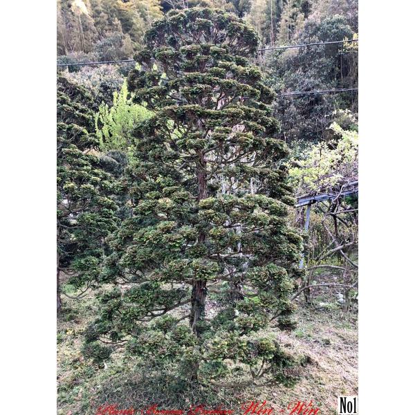 2020年 美景美観 黄金桧葉の中樹 No1の魅力と購入ガイド