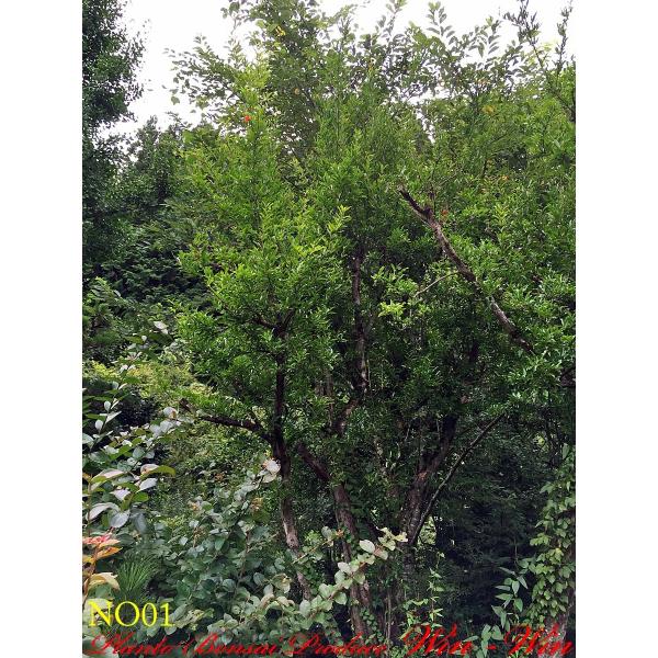 苗木 植木植木 石榴 ザクロ No1 Yeszkr0001 Plant Bonsai Produce Win Win 上品ラッピング無料 ランキング1位即発送可能