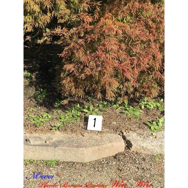 植木 紅枝垂れ紅葉 睦紅 ベニシダレモミジ ムツベニ No1 完売済み Buyee 日本代购平台 产品购物网站大全 Buyee一站式代购 Bot Online