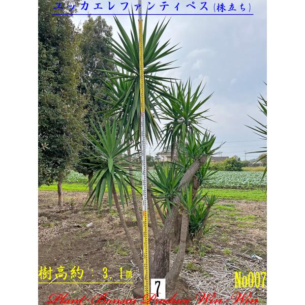 ユッカエレファンティぺス株立ちの魅力と購入ガイド