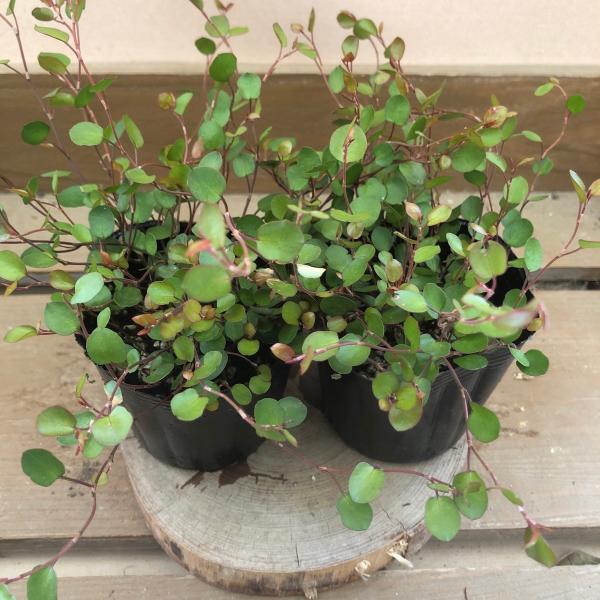 [Release date: June 15, 2020]ワイヤープランツは、細い茎が針金のようであることから、そう呼ばれています。小さくてつやのある葉をつけた茎が横に這って長く伸び、旺盛に茂ります。コンテナやハンギングバスケットの寄せ植え...