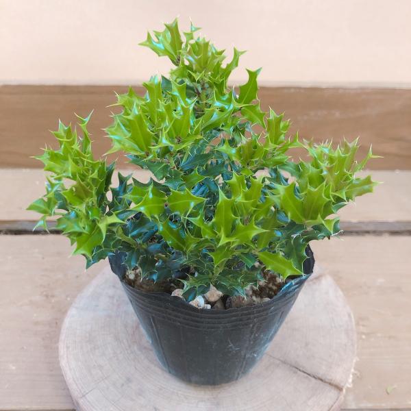 [Release date: June 15, 2020]一年中葉が緑色をした常緑低木葉は肉厚で光沢があり、縁にトゲのようなギザギザがあります。若い木は特にトゲがギザギザしていますが、年老いていくとトゲが減っていきます。葉っぱの縁にトゲがあ...