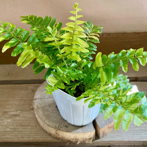 [Release date: June 14, 2020]美しいマーブルカラーの葉が特徴的なネフロレピス　タイガー。シダの仲間で観葉植物として人気のネフロレピス。日照条件で斑の入り具合が変わります。明緑色の細長い葉を伸ばします。葉の長さは3...