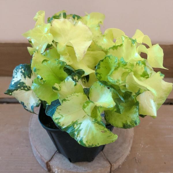 [Release date: June 14, 2020]芽出しは黄葉で、固まってくるにつれて黄斑葉になり、葉色が混ざって見えるのと、葉が外側に不規則にカールしているのが不思議で、面白い品種アイビーは地をはうようにツルを伸ばす植物です。英名...