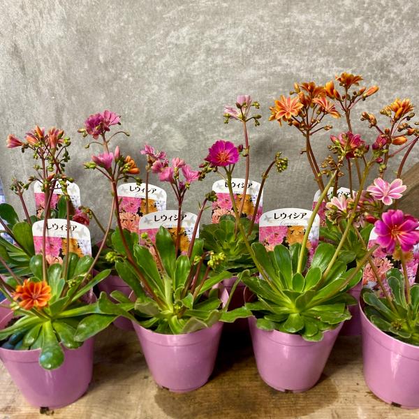 [Release date: June 15, 2020]花色おまかせ2鉢setです。さまざまな花色のレウイシアから2鉢選びお届け致します。レウイシアは多肉植物のように見える草姿から、造花のような華やかな花を咲かせる多年草。堅く肉厚の多肉植...