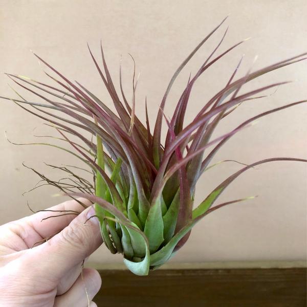 エアプランツ チランジア ブラキカウロス Pl Plantlife 通販 Yahoo ショッピング