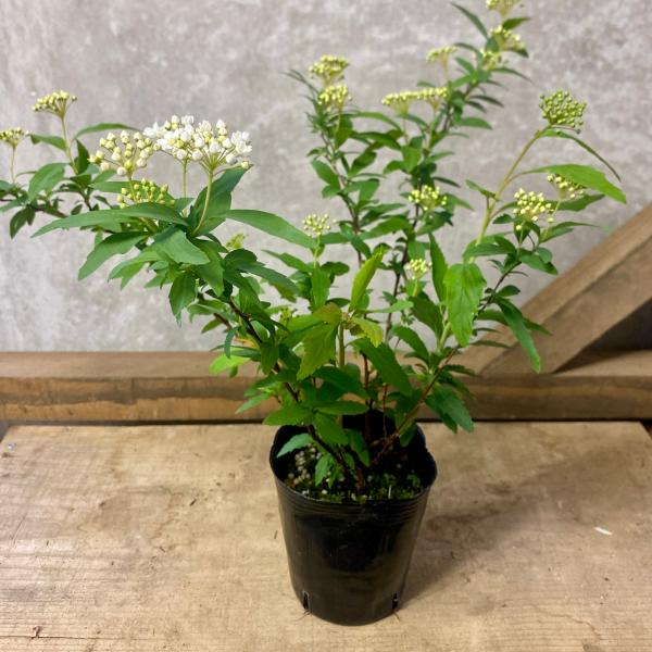 花木 庭木 苗木　コデマリ（小手毬）