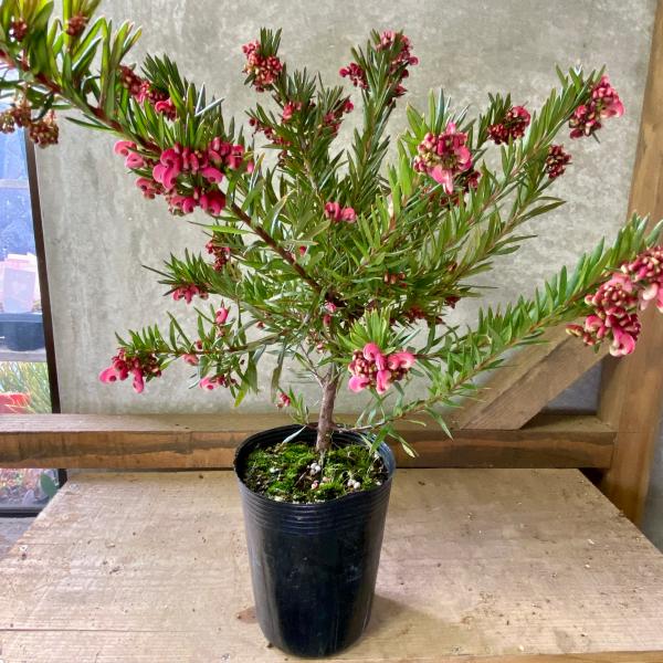 オージープランツ　グレビレア　ジョンエバンス