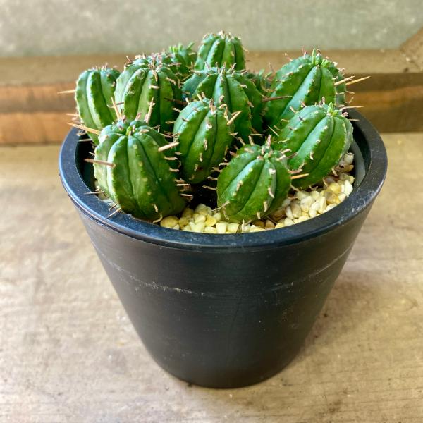 [Release date: June 13, 2020]南アフリカ-ナミビアとの国境を流れるオレンジ川から南に広がる“リトル・カルー”と呼ばれる内陸の乾燥性高原地帯が主な原産です。角ばった6稜の細長い茎を伸ばす小型のユーフォルビアで成長し...