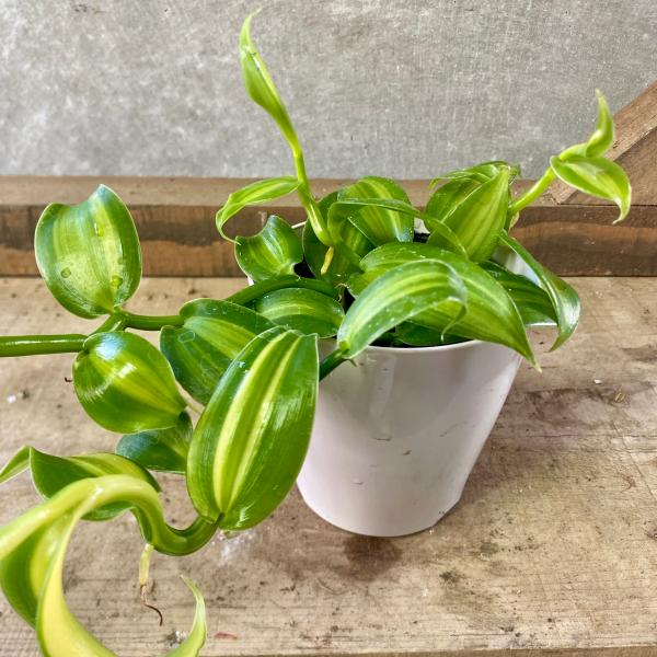 [Release date: June 14, 2020]バニラの木は、黄緑色の花が可愛いつる性のラン科植物です食品や香水などの香料として使用されるバニラビーンズとは、ラン科植物のバニラの実を熟成させたものです。そのため、観葉植物のバニラか...