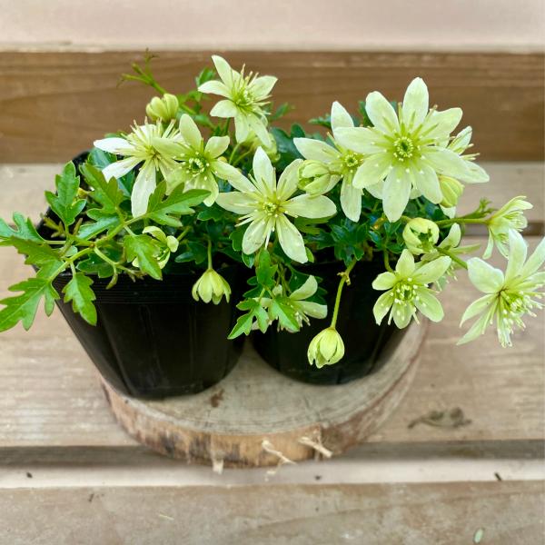 常緑クレマチス  ピクシー　2ポットset