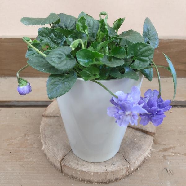 [Release date: June 15, 2020]八重咲きスミレで、4月頃まで甘い香りのお花を次々と咲かせます。うつむき気味に咲くのが愛らしいです。暖かい時期は良い香りがしますが寒い時期は香りが弱くなります。常時、暖かい場所で管理す...