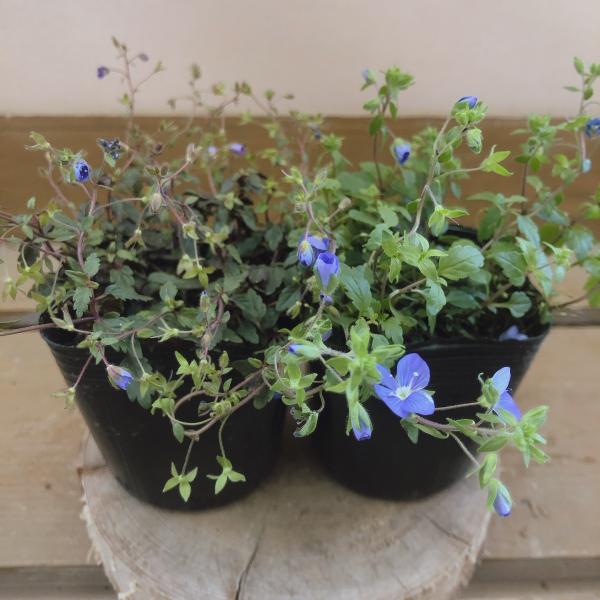 ベロニカ　オックスフォードブルー　2ポットset