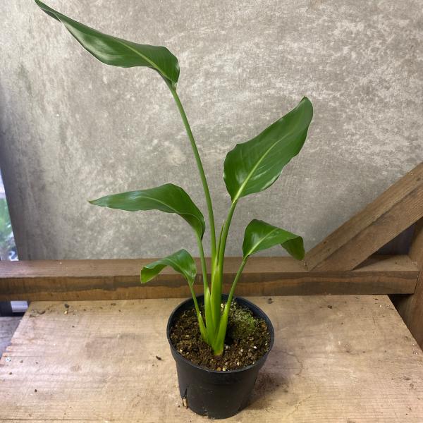 [Release date: June 14, 2020]長い楕円形の葉っぱが特徴の観葉植物ストレリチア・レギネ。「極楽鳥花」という別名もあり、まるで極楽鳥のような鮮やかな花を咲かせることでも知られている観葉植物です。丈夫で枯れにくく育てや...