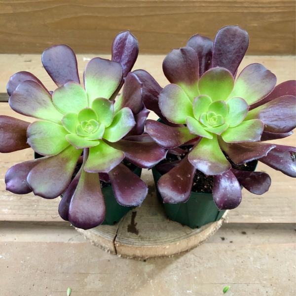 [Release date: June 13, 2020]にょきっと伸びた茎の上に、真っ黒な葉を放射状に広げるアエオニウムアエオニウムという冬に生長する多肉植物の中で、ポピュラーな品種の1つです。カシミアバイオレットは葉の中心部のグリーンと...