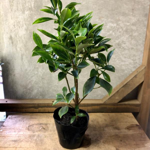 [Release date: June 15, 2020]シキミは、マツブサ科シキミ属に分類される常緑の樹木です。マツブサ科ではなく、シキミ科とされることもあります。原産地は本州や沖縄、台湾などで、樹高は2〜10ｍと丁度良い大きさの木です。...