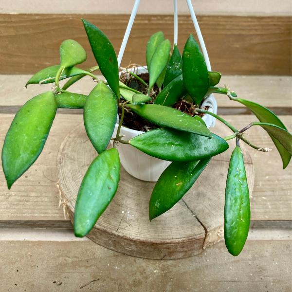 訳ありセール　レア　ホヤ　Hoya  cui silver サクララン 観葉植物 ホヤ サクララン パビフォラ : plantlife - 通販