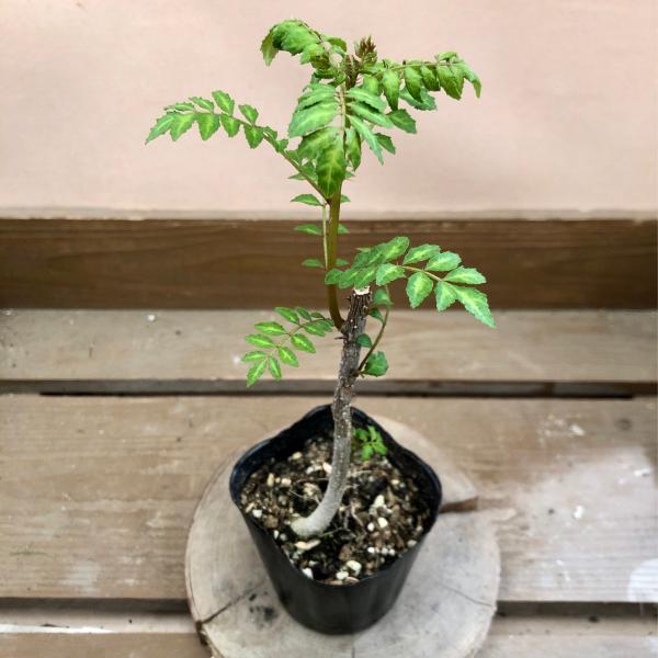 山椒　苗　葉山椒　サンショウ