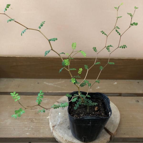 [Release date: June 14, 2020]ジグザグの細い枝に小さく丸い葉が連なる草姿は大変可愛らしく、メルヘンの木とも呼ばれています。木をミニチュア化したような見た目がかわいらしい見た面に反してとても育てやすい植物です。【サ...